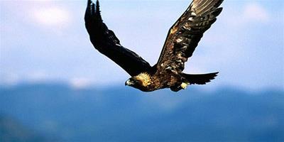 鷹和雞的故事讀後感：是鷹總會展翅高飛