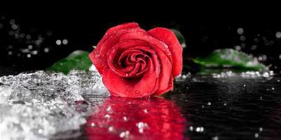 求婚用多少朵玫瑰花 有什麼要注意的