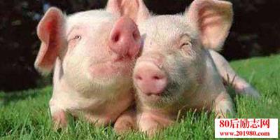 農家快速養豬受益的幾種方法