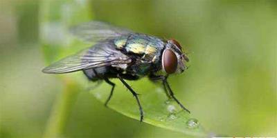 蒼蠅養殖和蒼蠅資源開發及利用