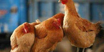 家禽養殖經驗|家禽夏季防暑|怎樣防止家禽中暑