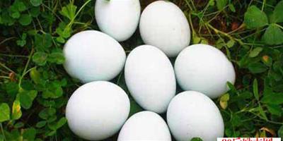 養鵝經驗：影響鵝蛋產量的因素有哪些