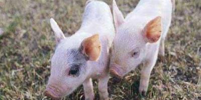 國外養豬技術及科學養豬方法借鑒