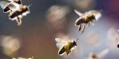 蜜蜂養殖：怎樣收捕自然分蜂群