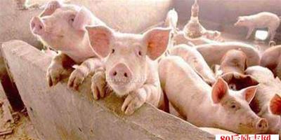 養豬技術和養豬經驗：生料喂豬好，省工又省料