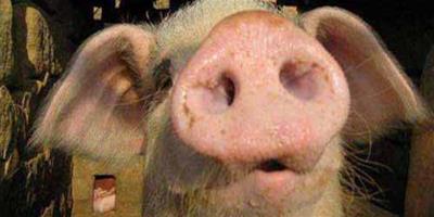 夏季養豬的防暑降溫措施及注意事項