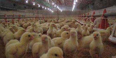 養殖經驗：肉用雞育肥與管理