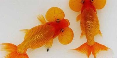 金魚怎么養|夏季金魚怎么養殖