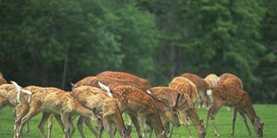 梅花鹿的組群及養殖操作規程