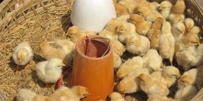 養殖經驗——孵化家禽和種蛋消毒