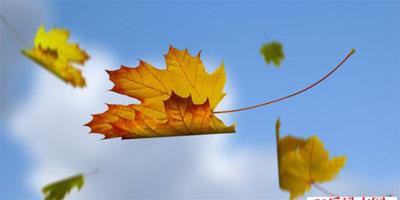 關於落葉的唯美句子，描寫秋天落葉的詩句