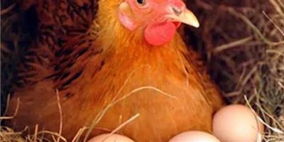 怎麼養雞賺錢？蛋雞養殖賺錢的14條經驗