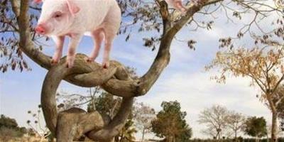 豬上樹是什麼意思？豬真的能上樹嗎？