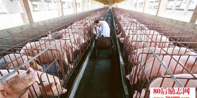 養豬怎麼賺錢？為什麼豬價的話語權不掌握養殖戶手裡？