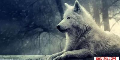 狼和狗的理論，體制內外的狼狗之爭