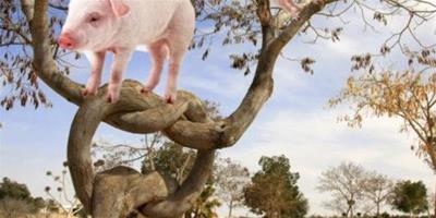 如何讓豬上樹？