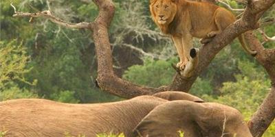 獅子和大象的故事：每一個障礙，都是一個超越自我的契機