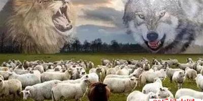 羊群的抉擇，選狼還是選獅子？